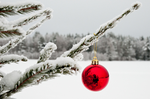 Single red ornament on a snow tree Single red ornament on a snow tree