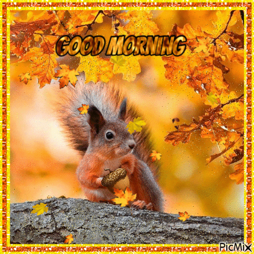 Good Morning Gif With Squirrel Pictures, Photos, and Images for