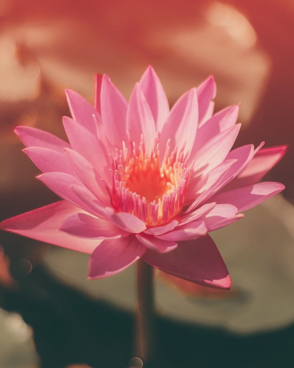 Pink Lotus Flower Pictures, Photos, and Images for Facebook, Tumblr