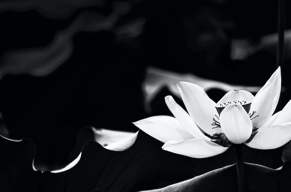 Black And White Lotus Flower Pictures, Photos, and Images for Facebook