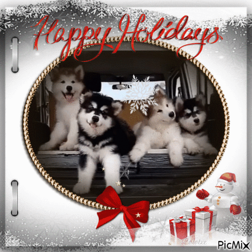 Husky Puppy Gif Tumblr