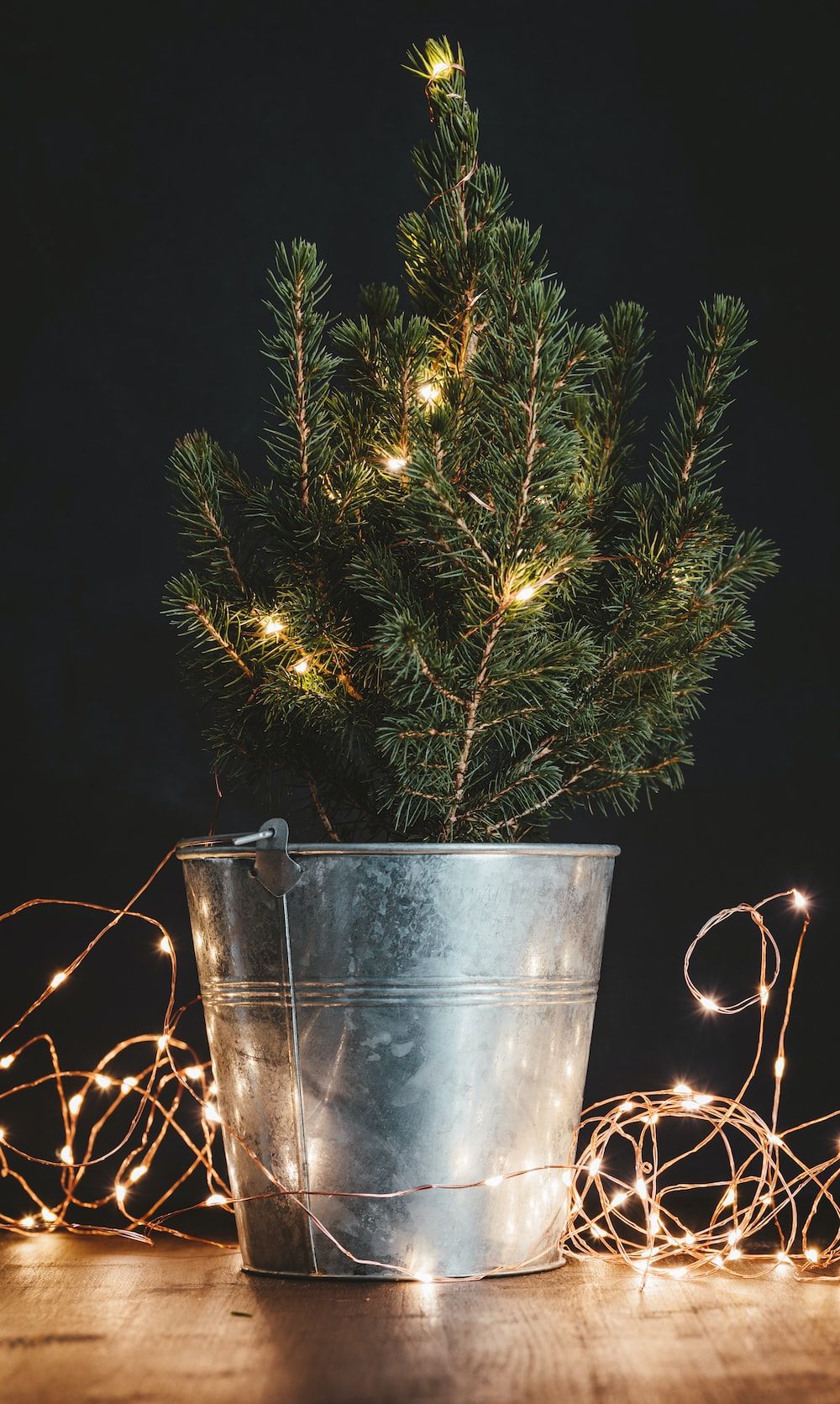 Christmas Tree In Bucket Pictures, Photos, and Images for Facebook, Tumblr, Pinterest, and Twitter