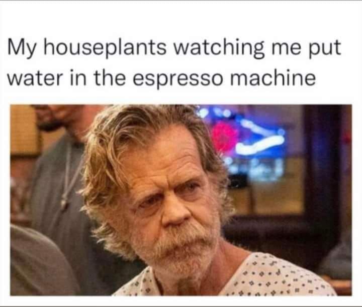 My Houseplants Watching Me Put Water In The Expresso Machine Pictures
