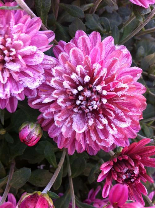 Frost mums Frost mums