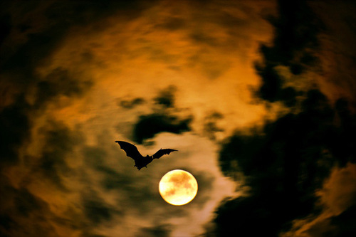 Bat during a full moon