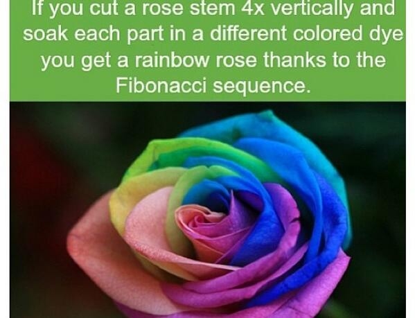 DIY Rainbow Rose DIY Rainbow Rose