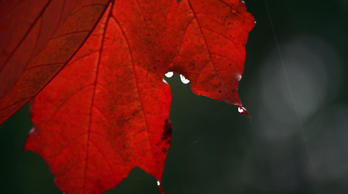 Wet red leaf Wet red leaf