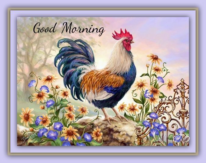 Good Morning Rooster Quote Pictures, Photos, and Images for Facebook