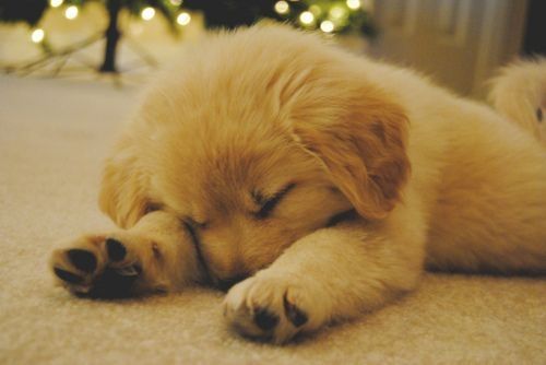 Cute Puppy