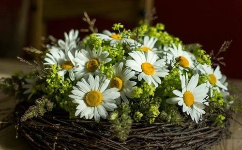 Pretty daisies