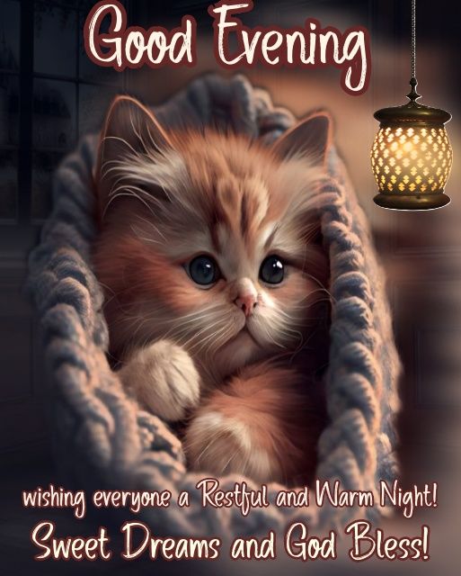 Snuggled Kitten Good Evening, Wishing Everyone A Restful And Warm