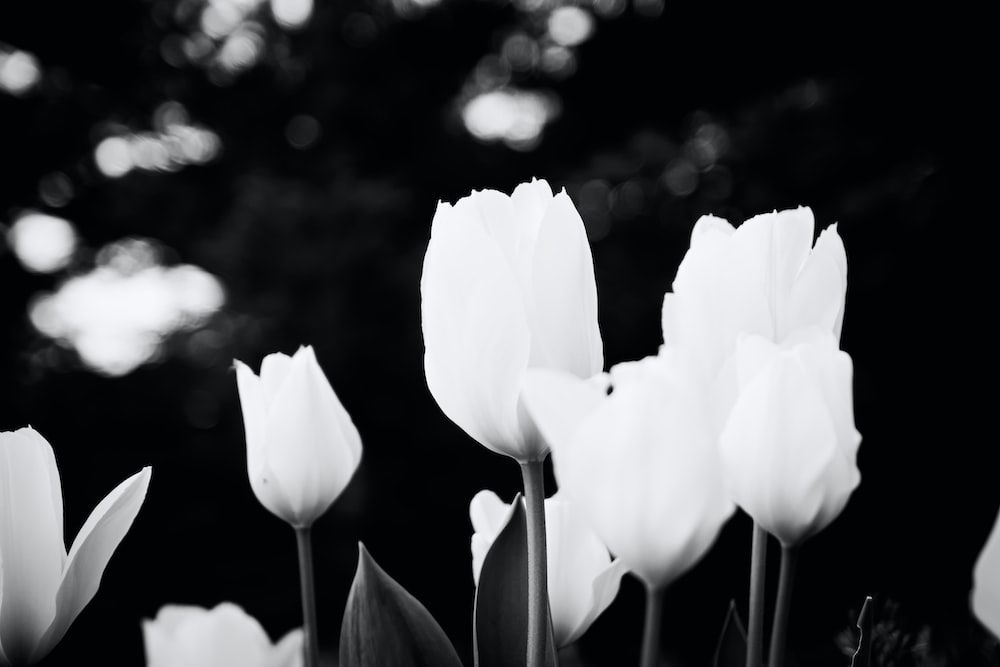 Black And White Tulips Pictures, Photos, and Images for Facebook