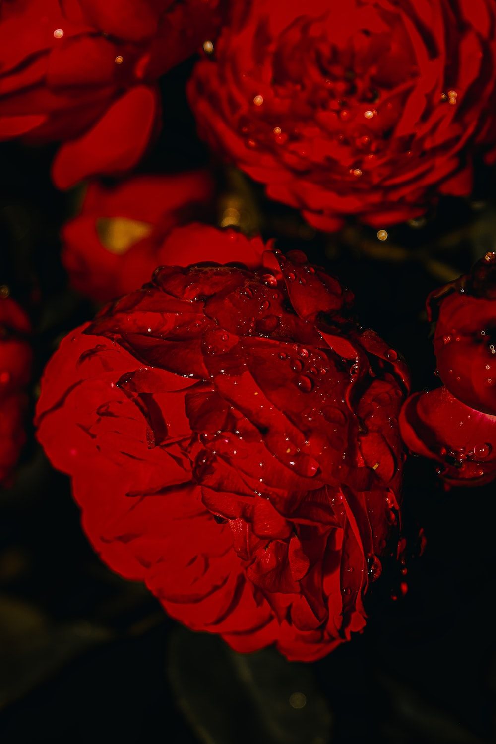 Red Peony Pictures, Photos, and Images for Facebook, Tumblr, Pinterest