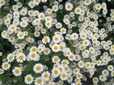 Daisies Daisies