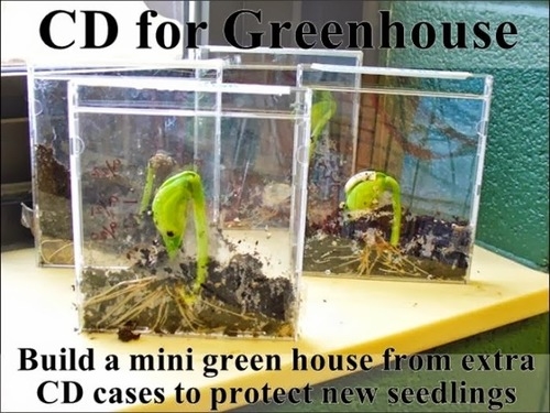 CD Greenhouse