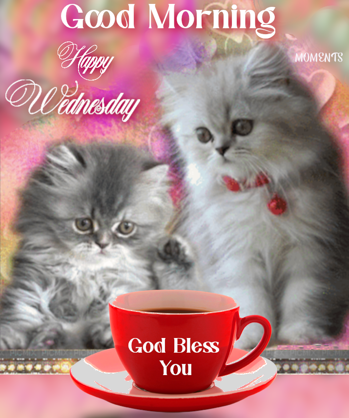 Grey Kittens Good Morning, Happy Wednesday Pictures, Photos, and