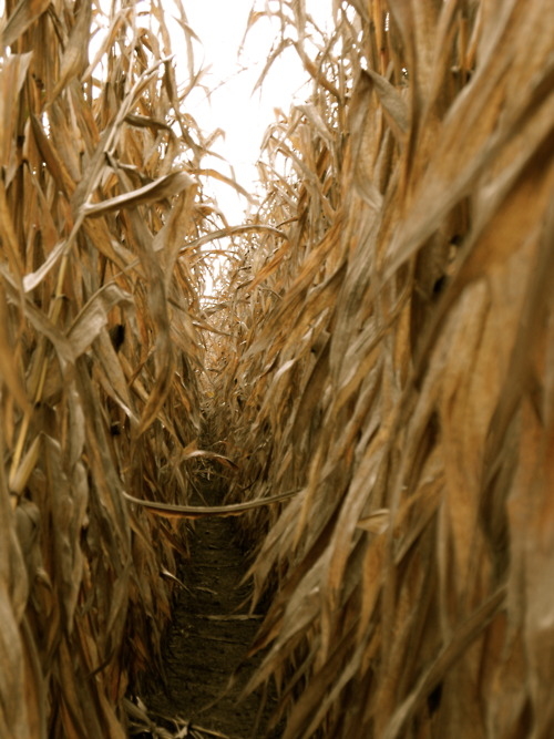 Cornfields  Cornfields