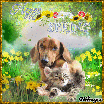 Happy Spring With Dog & Cat Pictures, Photos, and Images for Facebook ...