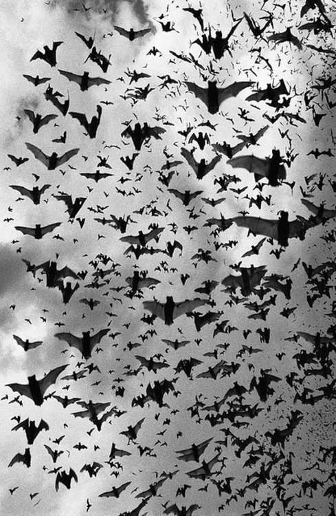 Flock of bats Flock of bats