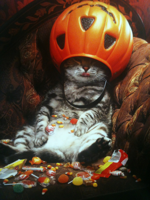 Greedy cat
