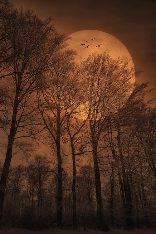 Orange sky
