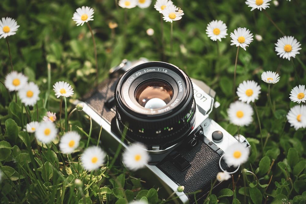 Camera In Daisy Flowers Pictures, Photos, and Images for Facebook