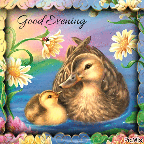 Good Evening Duck Gif Pictures, Photos, and Images for Facebook, Tumblr