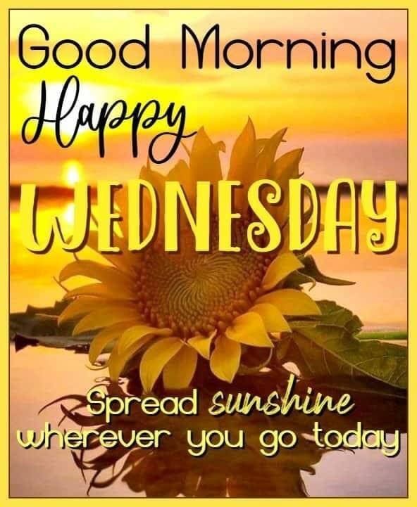 Sunflower In Sunset Good Morning, Happy Wednesday Pictures, Photos