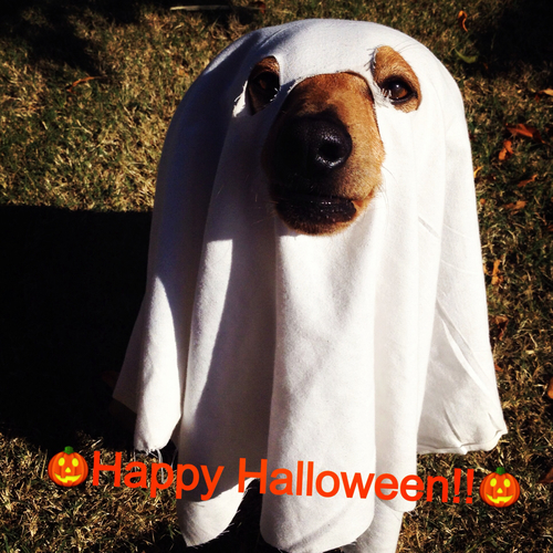 Happy Halloween