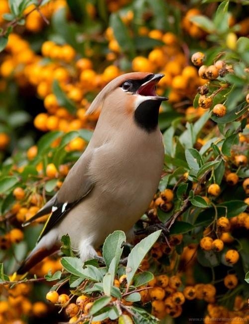 Cedar Waxwing Cedar Waxwing