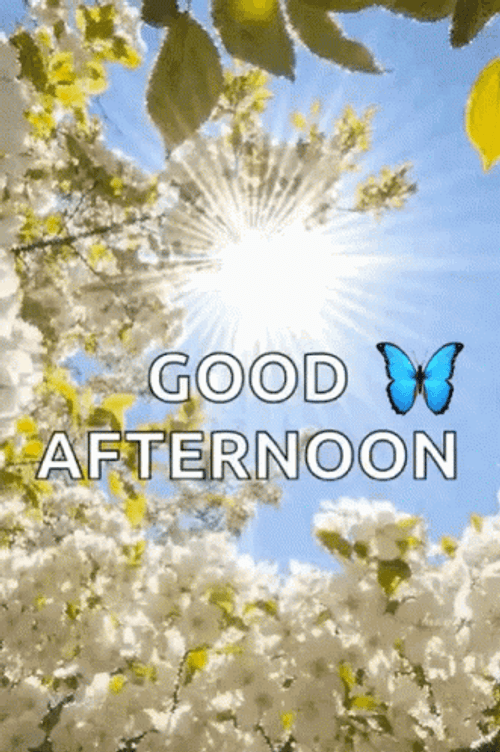 Sunny White Flower Good Afternoon Gif Pictures, Photos, and Images