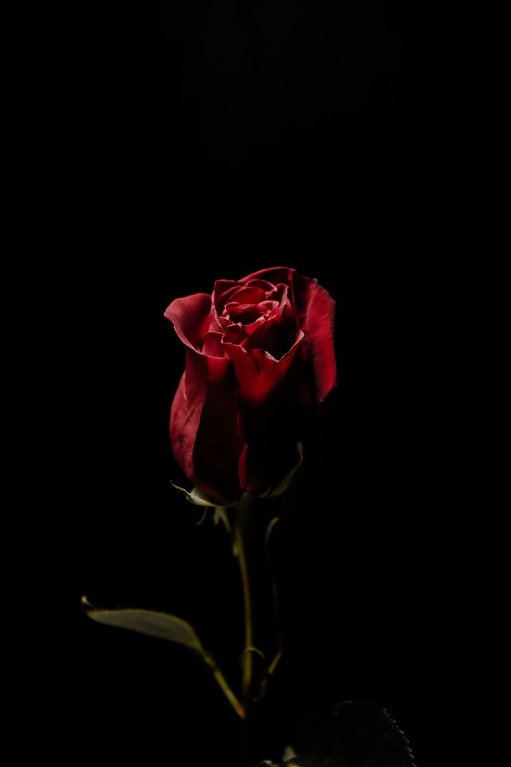 Single Red Rose In Black Background Pictures, Photos, and Images for