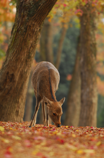 Lone deer Lone deer