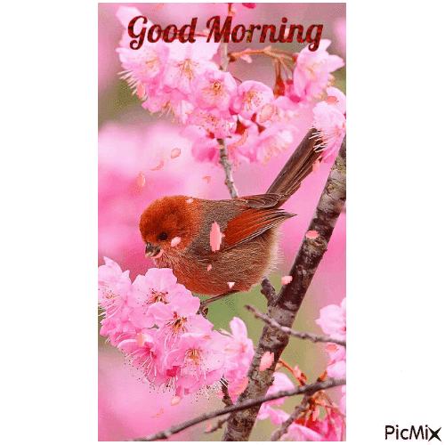 Bird With Cherry Blossoms Good Morning Gif Pictures, Photos, and