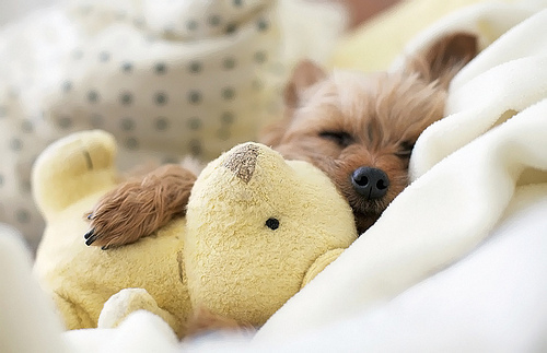 Cuddle pup Cuddle pup