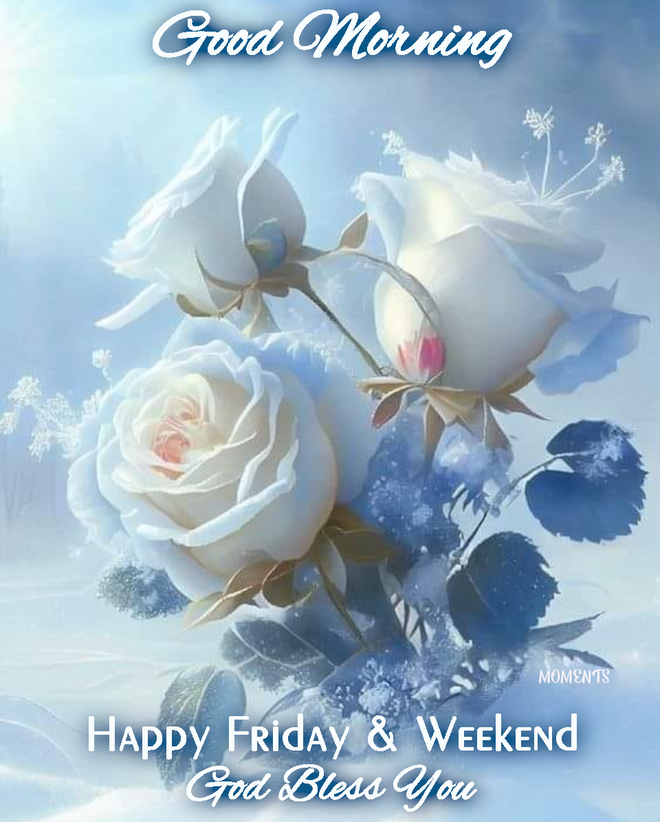 White Rose Good Morning Happy Friday & Weekend Pictures, Photos, and