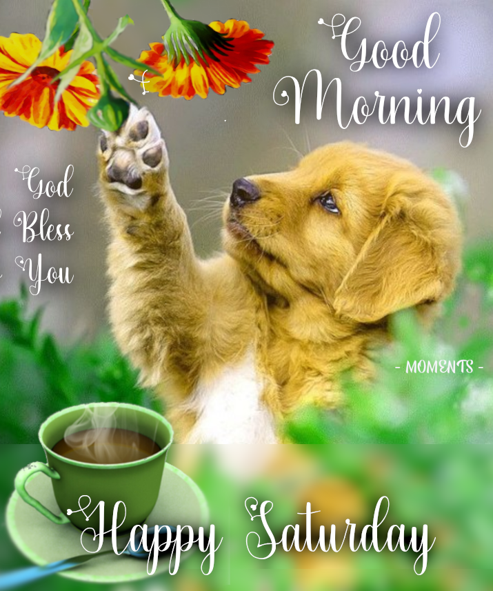 Dog With Sunflowers Good Morning Happy Saturday Pictures, Photos, and