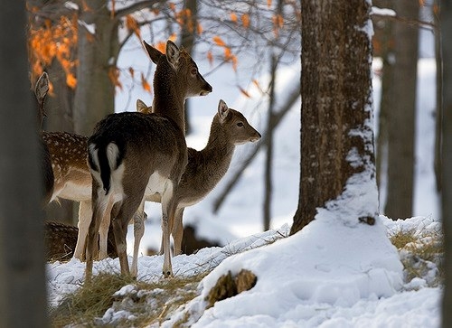 Winter deer Winter deer