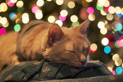 Sleeping cat Sleeping cat