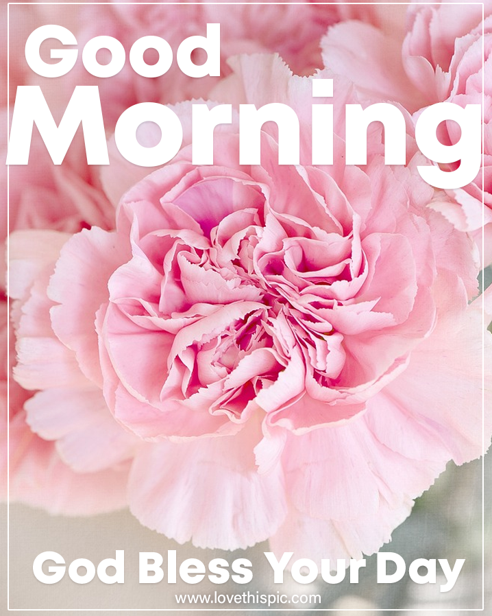 Pink Carnation Good Morning Pictures, Photos, and Images for Facebook