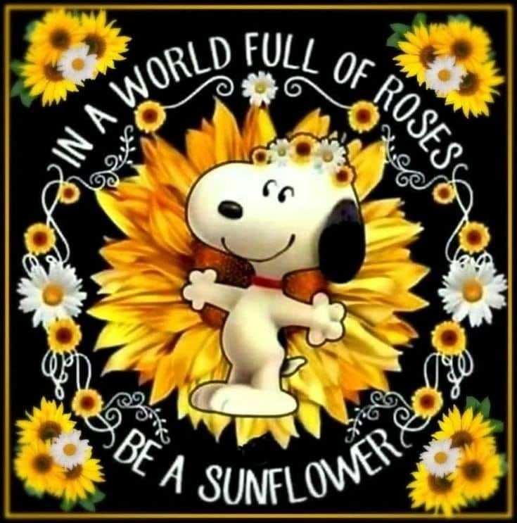 In A World Full Of Roses, Be A Sunflower Pictures, Photos, and Images