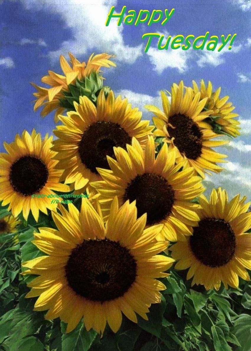 Happy Tuesday With Sunflowers Pictures, Photos, and Images for Facebook,  Tumblr, Pinterest, and Twitter