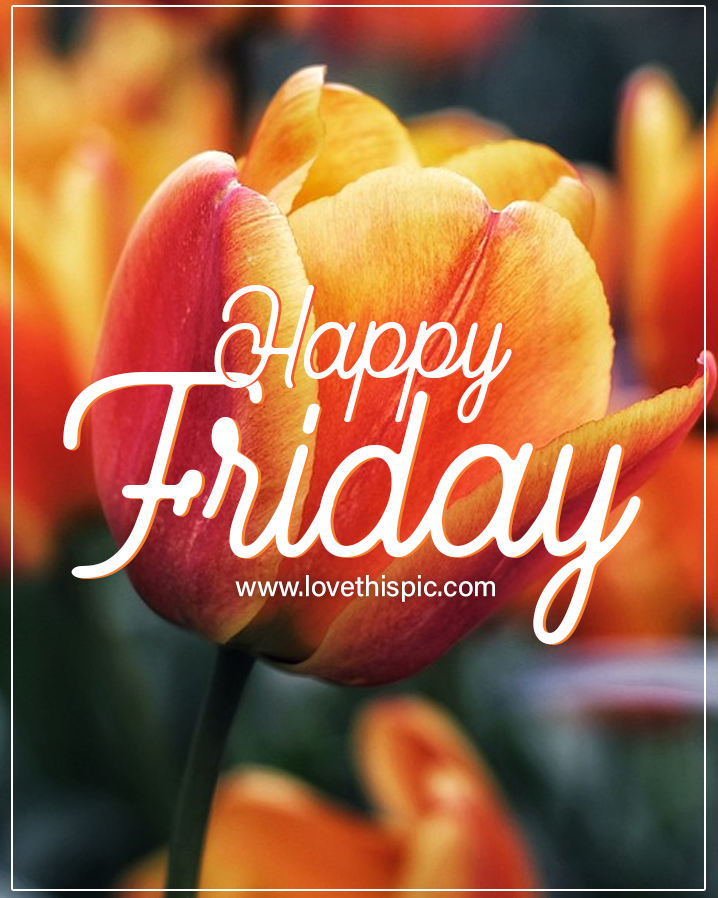 Orange Tulip - Happy Friday Greeting Pictures, Photos, and Images for  Facebook, Tumblr, Pinterest, and Twitter