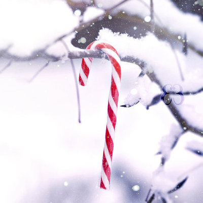 Candy Cane Hanging on a tree branch Candy Cane Hanging on a tree branch