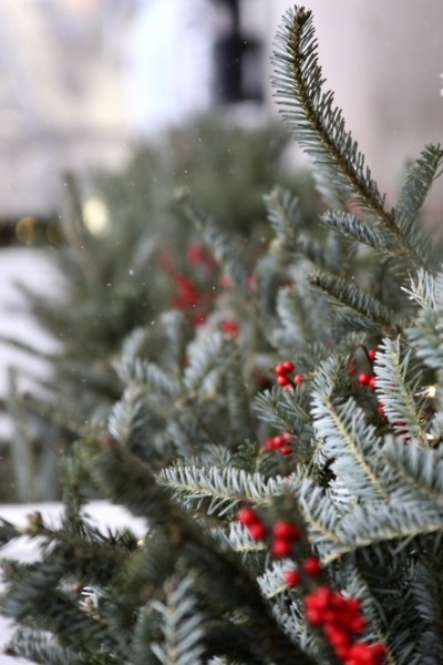 Mistletoe Mistletoe
