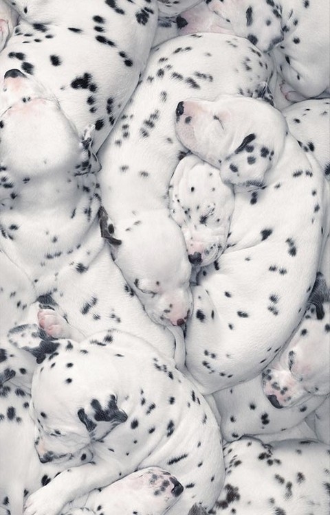 Dalmation pups