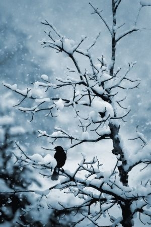 Bird on a branch Bird on a branch
