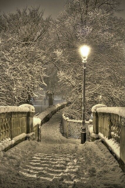 Snowy trees Snowy trees