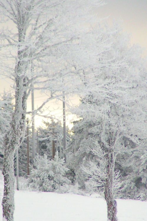 White trees