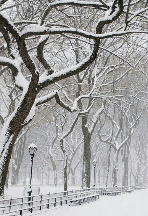 A winter scene